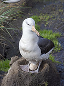 On nest with egg. Black-browed Albatross or Mollymauk (Thalassarche melanophris) on Saunders Island. South America, Falkland Islands, October