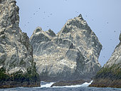 Colony of South Georgia Shag (Leucocarbo georgianus) on the Shag Rocks in the Southern Ocean near South Georgia. Antarctica, rock Shags, October