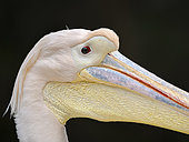 Great white pelican, or rosy pelican (pelecanus onocrotalus) in Hellabrunn Zoo, Munich. Europe, Germany, Bavaria