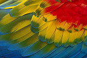 Red Macaw (Ara macao) plumage, French Guiana