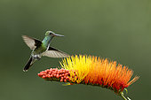 Glittering-throated Emerald (Amazilia fimbriata) hovering on a Combretum flower, French Guiana