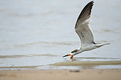 Black Skimmer (Rynchops niger) fishing in flight, French Guiana