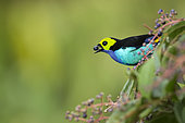 Paradise tanager (Tangara chilensis) eating berries, French Guiana