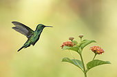 Blue-chinned Sapphire (Chlorestes notata) in flight preparing to forage on a lantana flower, French Guiana