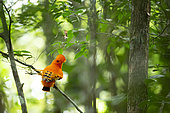 Guianan Cock-of-the-rock (Rupicola rupicola) on a branch, French Guiana