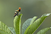 Tufted coquette (Lophornis ornatus) male on a leaf, French Guiana