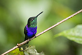 Fork-tailed Woodnymph (Thalurania furcata) male on a branch, French Guiana