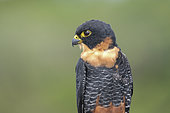 Portrait of a Bat Falcon (Falco rufigularis), French Guiana