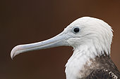 Portrait of Magnificent Frigatebird (Fregata magnificens), French Guiana