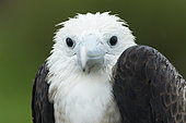 Portrait of Magnificent Frigatebird (Fregata magnificens), French Guiana