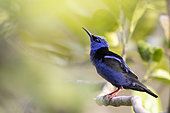 Red-legged Honeycreeper(Cyanerpes cyaneus) on a branch, French Guiana