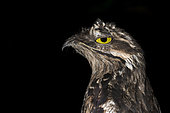 Portrait of Common potoo (Nyctibius griseus), French Guiana