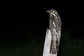 Common potoo (Nyctibius griseus) on a wooden stake, French Guiana