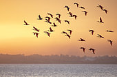 Scarlet Ibis (Eudocimus ruber) in flight, French Guiana