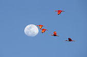 Scarlet Ibis (Eudocimus ruber) in flight against a moonlit background, French Guiana