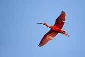 Scarlet Ibis (Eudocimus ruber) in flight, French Guiana