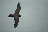Brown Noddy (Anous stolidus) in flight, French Guiana