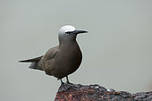Brown Noddy (Anous stolidus) on a rock, French Guiana