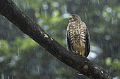 Broad-winged Hawk (Buteo platypterus) in the rain, French Guiana