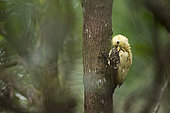 Cream-colored woodpecker (Celeus flavus) preening, French Guiana