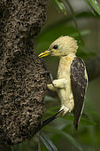 Cream-colored woodpecker (Celeus flavus) feeding on a termite mound, French Guiana