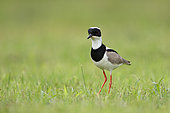 Pied Lapwing (Vanellus cayanus) on the ground, French Guiana