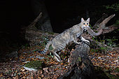 phenotypic European wildcat (Felis silvestris silvestris) with a Edible dormouse (Glis glis) in its mouth, photographed by a DSLR camera trap, Jura, Switzerland