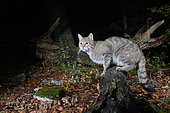 Phenotypic European wildcat (Felis silvestris silvestris) photographed by a DSLR camera trap, Jura, Switzerland