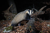 European Badger (meles meles) crossing a fallen tree, camera trap image, Jura, Switzerland