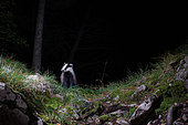 European Badger (meles meles) sitting in the forest at night, camera trap image, Jura, Switzerland
