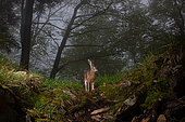 European brown hare (Lepus europaeus) sits in a foggy forest, camera trap image, Jura, Switzerland