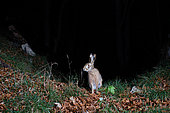 European brown hare (Lepus europaeus) , DSLR camera trap image, Jura, Switzerland