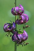 Purple Turk's Cap Lily in Vanoise. The Purple Turk's Cap Lily (Lilium martagon) is a species of flowering plant in the Liliaceae family. Vanoise National Park - Savoie, France