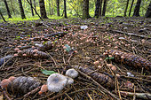 Hundreds of small saprophytic mushrooms (Mycena spp) burst forth in a Jura forest in October. Massif du Grand Colombier, Bugey, France