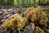 Ramaria mushrooms in a Jura forest. Golden coral fungus (Ramaria group aurea), Massif du Grand Colombier, Bugey, France