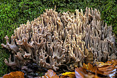 Ramaria mushroom in a Jura forest. Ramaria fumigata, Mycorhyze of beech trees - Order: Gomphales - Family: Ramariaceae, Beech tree in the Grand Colombier massif, Bugey, France