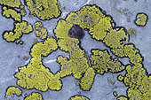 Crustacean lichens of the genus Rhizocarpon (geographicum) on quartzite. Vanoise National Park, Savoie, France