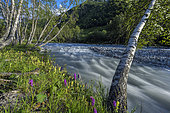 Birch trees on the banks of the Doron de Champagny en Vanoise. Upper Champagny valley, Vanoise National Park, Savoie, France