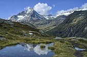 The Dent Parrachée and a laouchet (pond) in autumn on the Plan du Lac in Vanoise. Vast high plateau above Termignon, at around 2300 m altitude below the Massif de la Grande Casse - aquatic plant: Sparganium angustifolium (narrow-leaved ribbon-grass), Vanoise, France