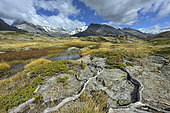 Laouchet (pond) in autumn on the Plan du Lac in Vanoise. Vast high plateau above Termignon, at around 2300 metres altitude - La Grande Casse on the left and Pointe de Pierre Brune in the middle - aquatic plant - Vanoise National Park, Savoie, France