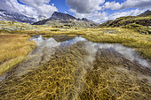 Laouchet (pond) in autumn on the Plan du Lac in Vanoise. Vast high plateau above Termignon, at around 2300 m altitude - Pointe de Pierre Brune - aquatic plant: Sparganium angustifolium (narrow-leaved ribbon-grass), France