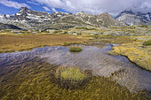 Laouchet (pond) in autumn on the Plan du Lac in Vanoise. Vast high-altitude plateau above Termignon, at around 2300 m altitude below the Massif de la Grande Casse - aquatic plant: Sparganium angustifolium (narrow-leaved ribbon-grass), France