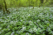 Ramsons (Allium ursinum) in bloom in undergrowth, Haute Savoie, France