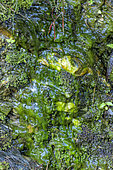 Filamentous algae in spring water. Water probably enriched with nitrates, France