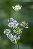Masterwort and coleoptera. Masterwort (Astrantia major), is a species of flowering plant in the Apiaceae (Umbelliferae) family. It is a herbaceous perennial found in Europe. Vanoise, France