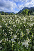Queen of the meadow (Filipendula ulmaria) in Chartreuse, Isère, France