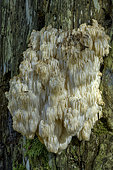 Hericium alpestre (Hericium flagellum), remarkable and uncommon stinging fungus, found on the trunks of dying fir trees, about 20 cm, Massif du Grand Colombier, Bugey, France