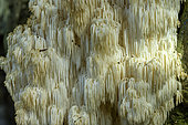 Hericium alpestre (Hericium flagellum), remarkable and uncommon stinging fungus, found on the trunks of dying fir trees, about 20 cm, Massif du Grand Colombier, Bugey, France