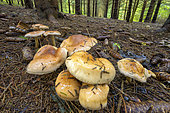 Mushrooms of the genus Hygrophorus in a Jura forest. Hygrophorus pudorinus, Massif du Grand Colombier, Bugey, France