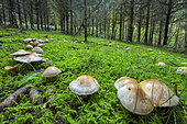 Hygrophorus mushrooms in a Jura forest. Hygrophorus pudorinus in afairy ring, Massif du Grand Colombier, - Bugey, France